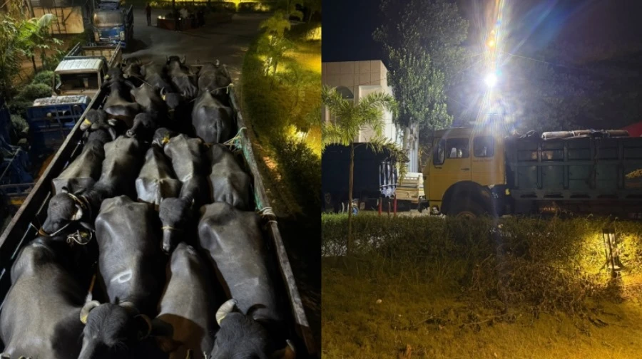 গাজীপুরে ডাকাতির পর ঘণ্টা না পেরোতেই উদ্ধার ৪৬ মহিষ ও দুই ট্রাক,আটক এক